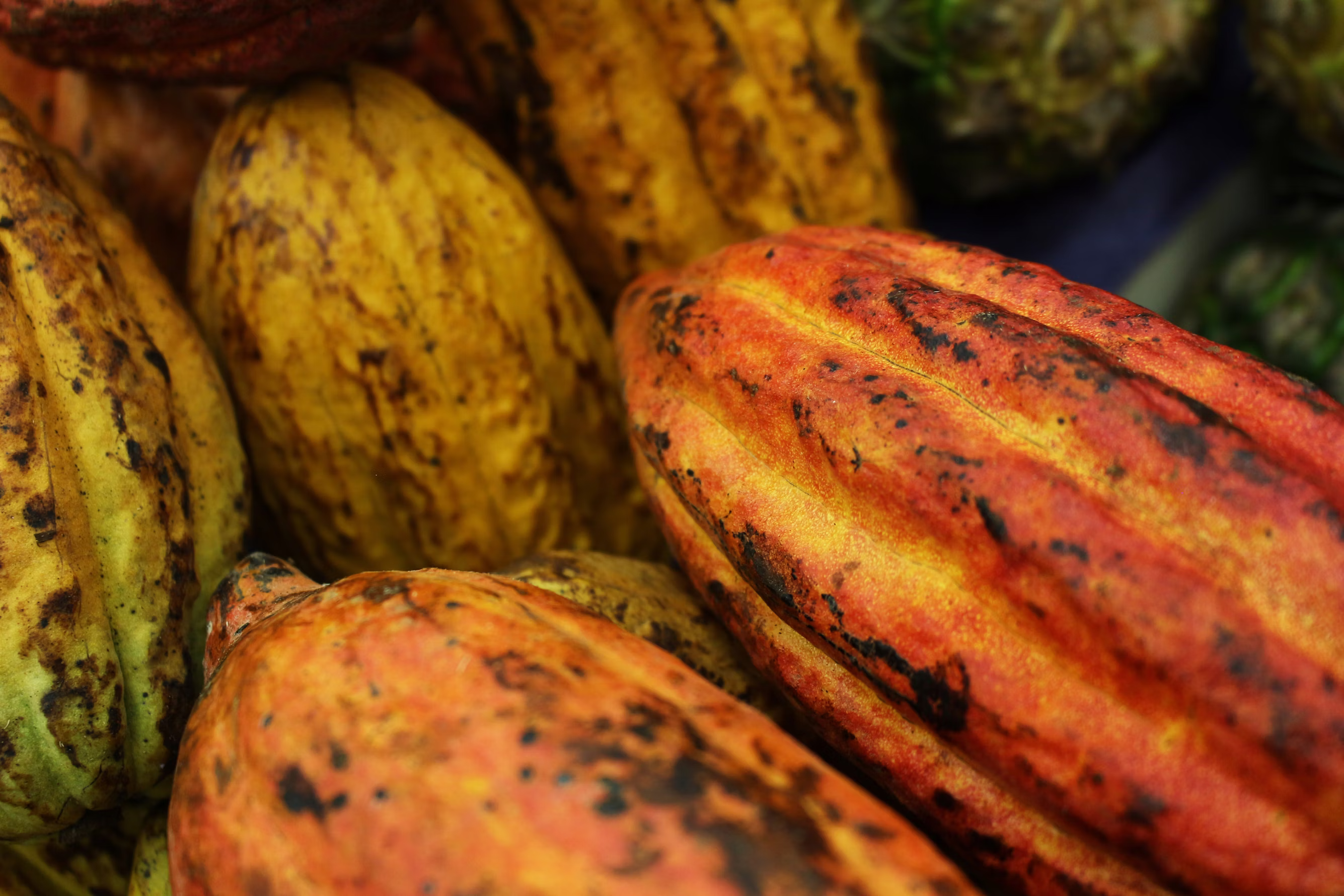 Cacao Criollo Cru : Quand la Noblesse Devient Médecine