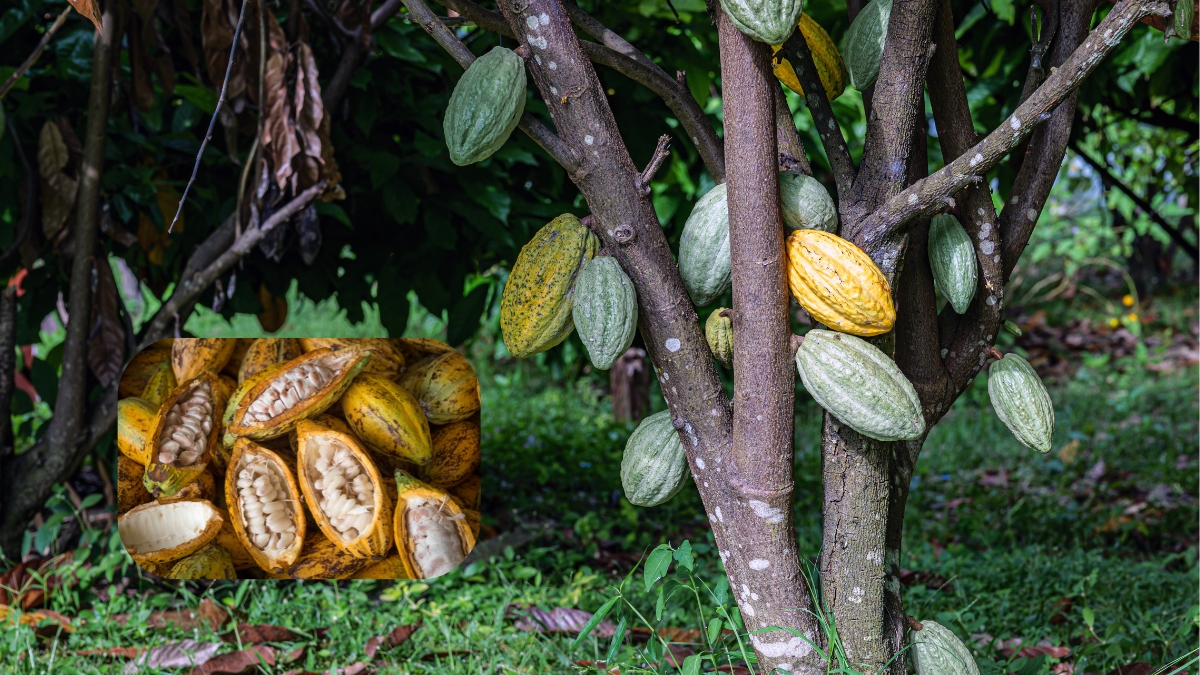 Fèves de cacao criollo cru et tablettes artisanales