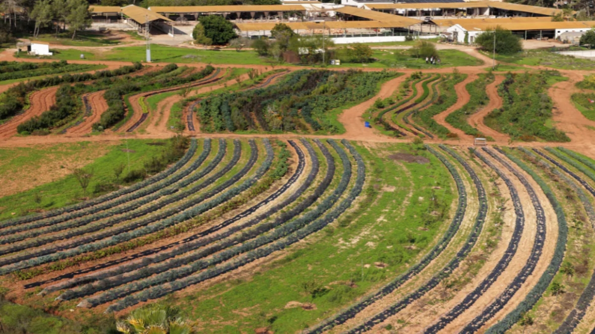 Ferme régénérative à Ibiza avec potager en permaculture et arbres fruitiers